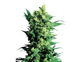 Shiva Shanti II 10 db Reguler