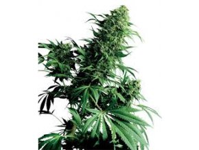 Shiva Shanti 10 db Reguler