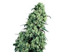 Skunk 1 - 10 db Reguler