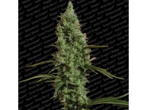 Atomical Haze
