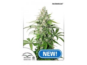 newACJ Auto Cinderella Jack Dutch Passion