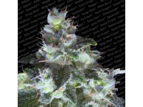 Original White Widow