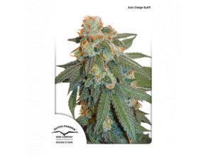 dutch passion auto 3er auto orange bud 1