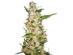 Skunk #1 - 5 db Autó