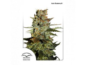 dutch passion auto 7 pack auto blueberry 1