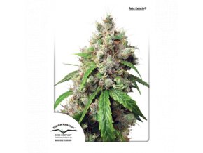 dutch passion auto 100 pack auto euforia