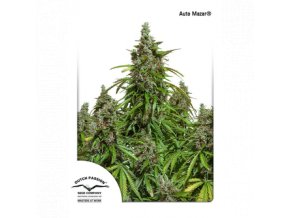 dutch passion auto 100 pack auto mazar