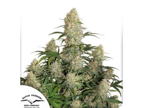 Screenshot 2024 11 26 at 16 23 32 Auto Critical Orange Order Autoflower Critical Orange cannabis seeds