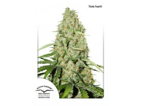 Think Fast Dutch Passion