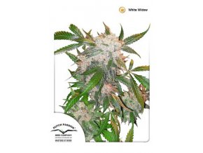 White Widow (Biela vdova) semená