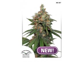 Hifi 4G dutch passion NEW
