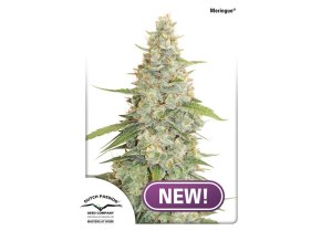 Meringue Dutch Passion NEW