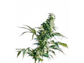 mexican sativa feminised xl (1)