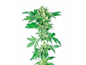 afghani 1 feminized xl