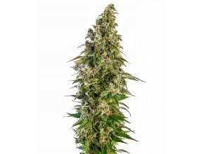 afghani 1 automatic xl
