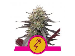 green punch royal queen seeds