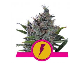 north thunderfuck royal queen seeds