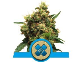 painkiller xl