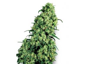 Skunk #1 - 10 db