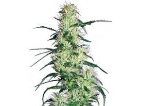 Purple Haze 5 db