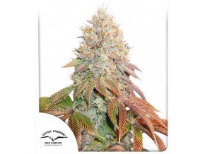 AUTO BANANA BLAZE – DUTCH PASSION