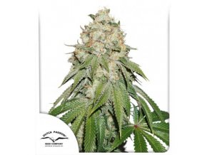 BANANA BLAZE – DUTCH PASSION