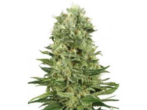 Skunk 10 db autó