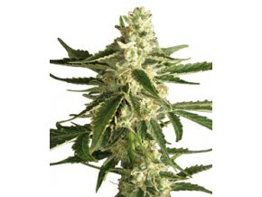 Fehér Diesel Haze 5 db autó