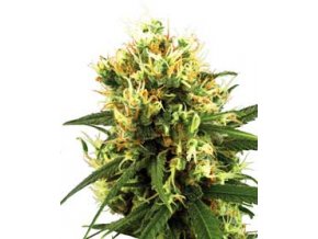 White Haze 10 db autó
