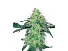 Fehér Skunk 10 db Reguler