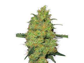 Master Kush 10 db Reguler