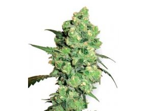 Super Skunk 10 db Reguler