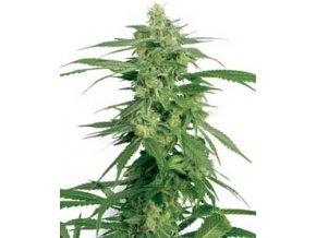 Hollands Hope 10 db Reguler