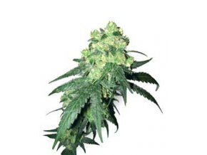 White Label Rhino 10 db Reguler