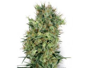 Cali Orange Bud 10 db Reguler