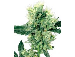 White Haze 10 db Reguler