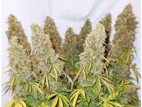 Screenshot 2024 11 19 at 15 22 49 Buy Auto Think Different® Autoflower Cannabis Seeds Dutch Passion UK