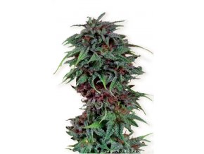 Durban Poison 10 db