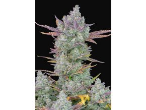 Screenshot 2024 08 08 at 16 19 19 FB Gorilla Cookies Auto 3ks GROWSHOP Growland Slovensko Všetko pre bio pestovanie