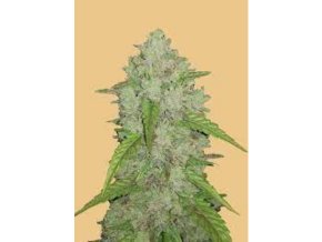 Screenshot 2024 08 08 at 16 21 34 FB Original Amnesia Haze Auto 3ks GROWSHOP Growland Slovensko Všetko pre bio pestovanie