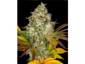 Screenshot 2024 10 28 at 14 39 33 Cookies Kush Auto Weed Strain BARNEYS FARM