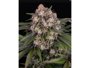 Screenshot 2024 10 28 at 15 00 48 OG Kush Auto Weed Strain BARNEYS FARM
