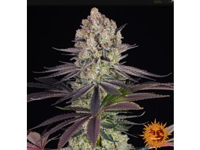 Screenshot 2024 10 28 at 15 07 09 Runtz Weed Strain BARNEYS FARM