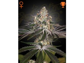 Screenshot 2024 11 14 at 16 22 15 White Widow (Feminised) by Green House Seed Company Amsterdam