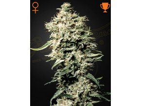 Screenshot 2024 11 14 at 16 26 54 White Rhino (Feminised) by Green House Seed Company Amsterdam