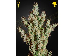 Screenshot 2024 11 14 at 16 31 39 NL5 Haze Mist (Feminised) by Green House Seed Company Amsterdam