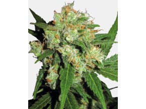 Screenshot 2024 11 18 at 15 03 15 Sensi Skunk Feminized Seeds Sensi Seeds