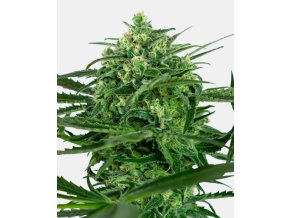 Screenshot 2024 11 18 at 15 18 54 Sensi Amnesia Feminized Seeds Sensi Seeds
