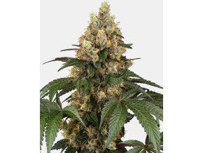 Screenshot 2024 11 18 at 15 33 14 Chocolate Rainbow XXL Feminized Sensi Seeds