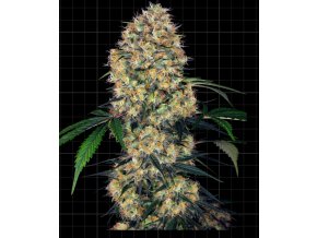 Screenshot 2024 11 18 at 15 41 32 Sensi Amnesia XXL Automatic Seeds Sensi Seeds